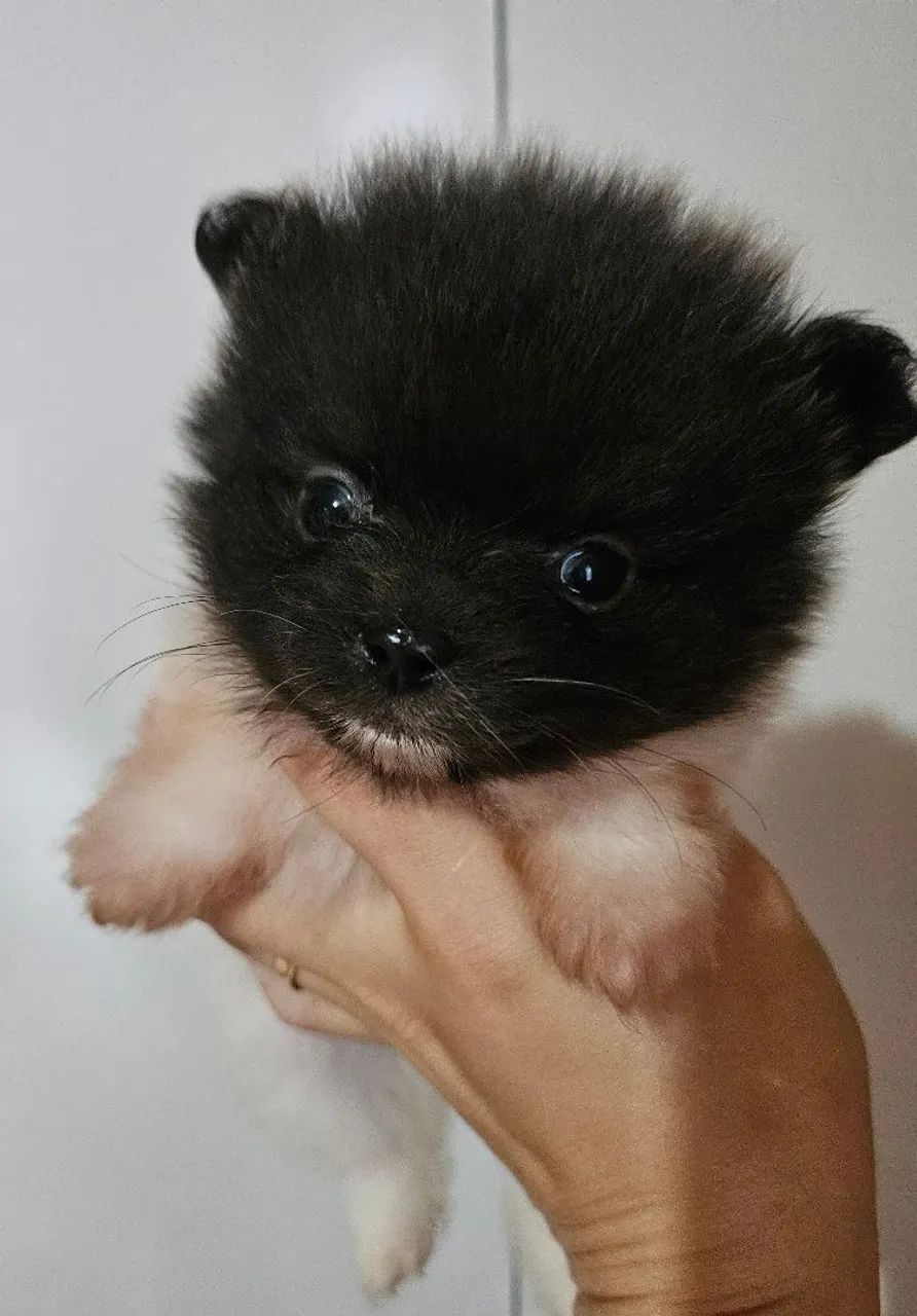 Spitz Alemão macho - Foto 3