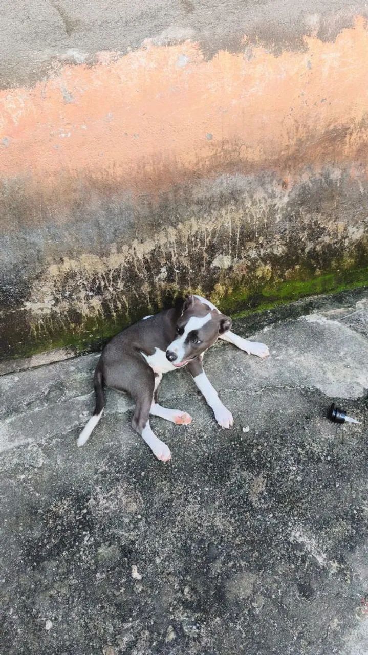Pitbull pra vender  - Foto 2
