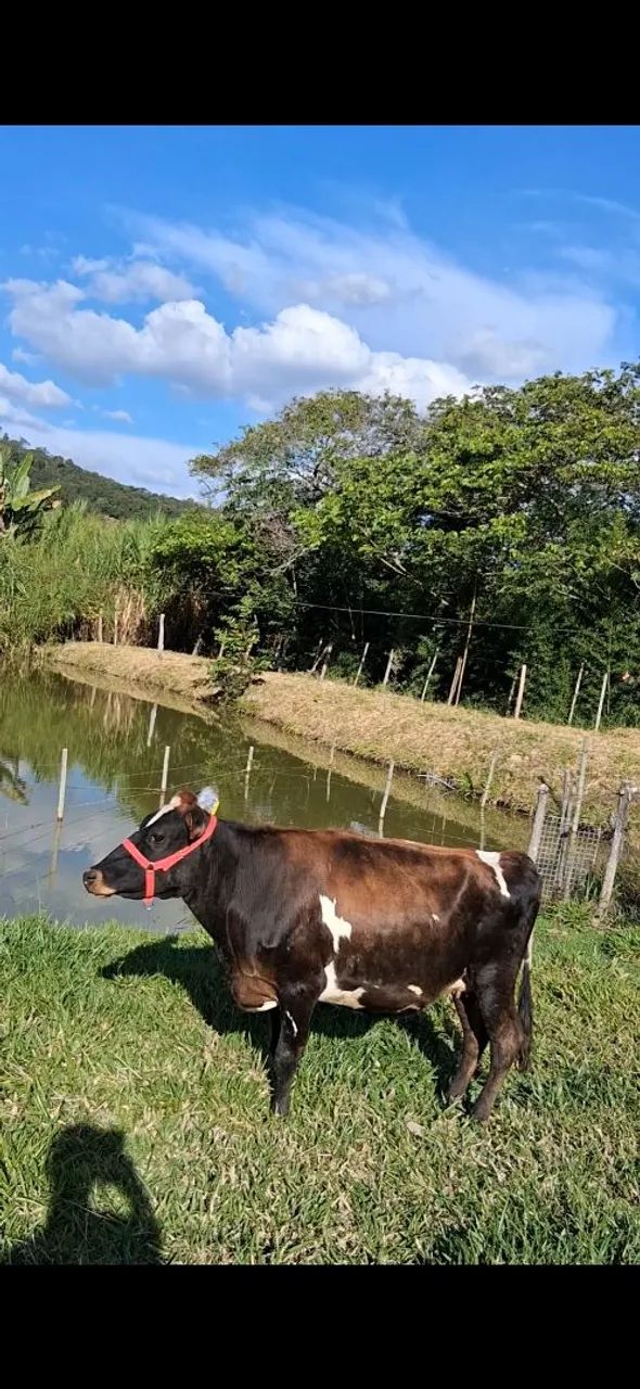 vaca Jersey. - Foto 3