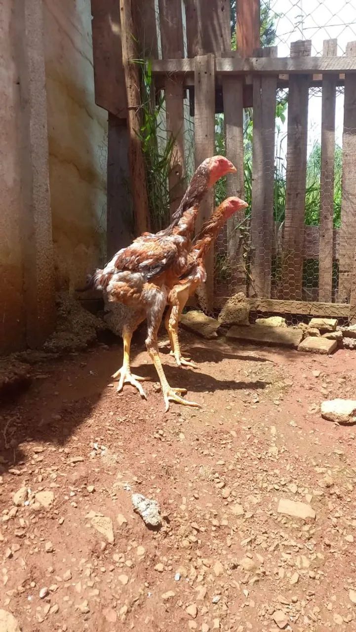 Índio gigante  - Foto 4