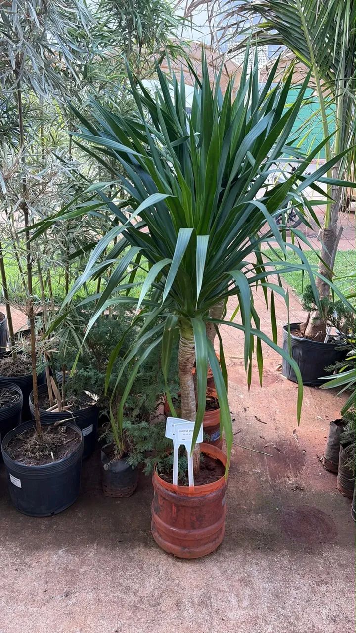 Dracena Draco  - Foto 2