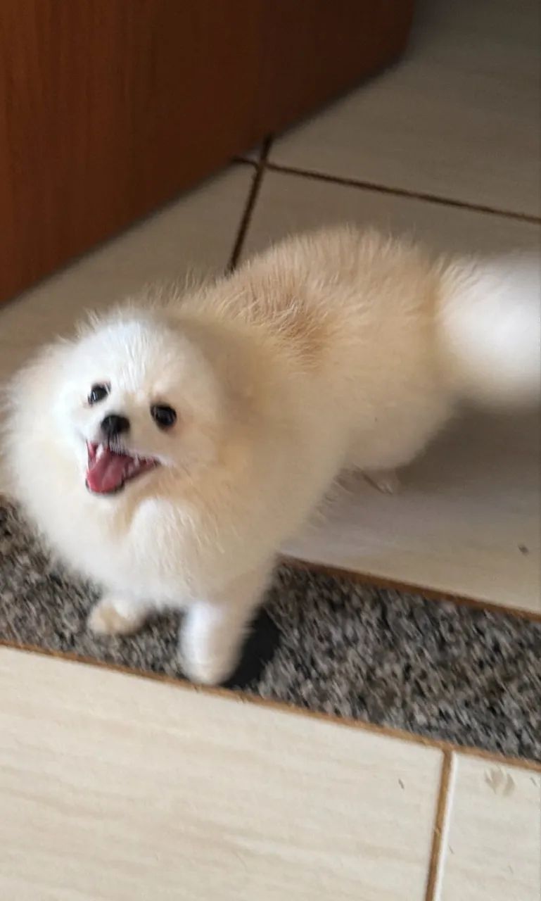 Spitz alemão  - Foto 3