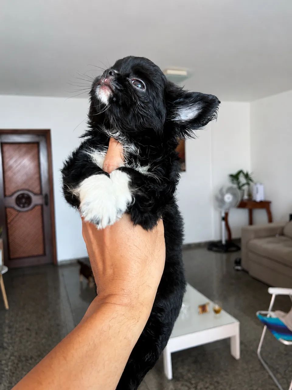 Chihuahua  - Foto 2