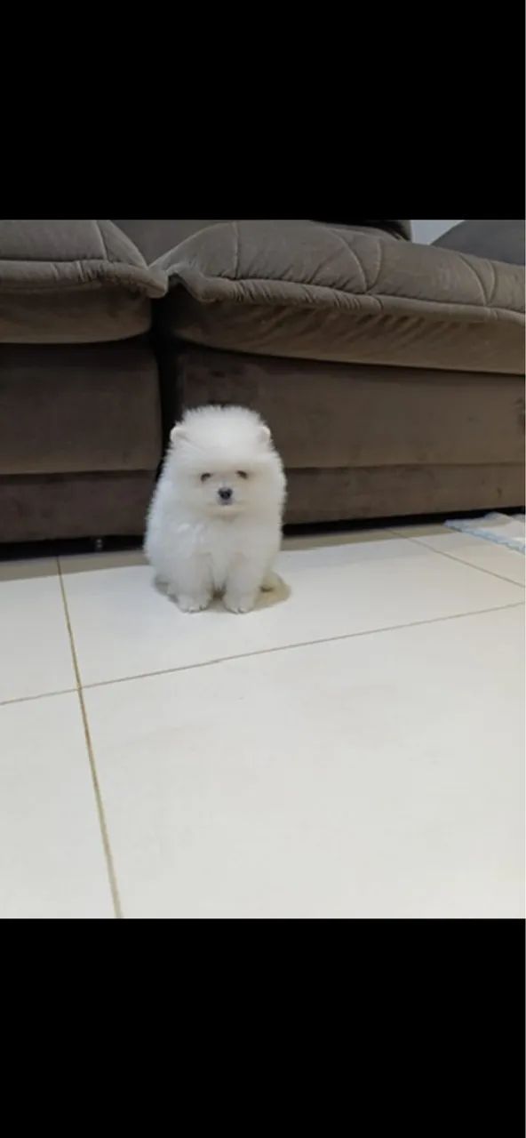 Spitz