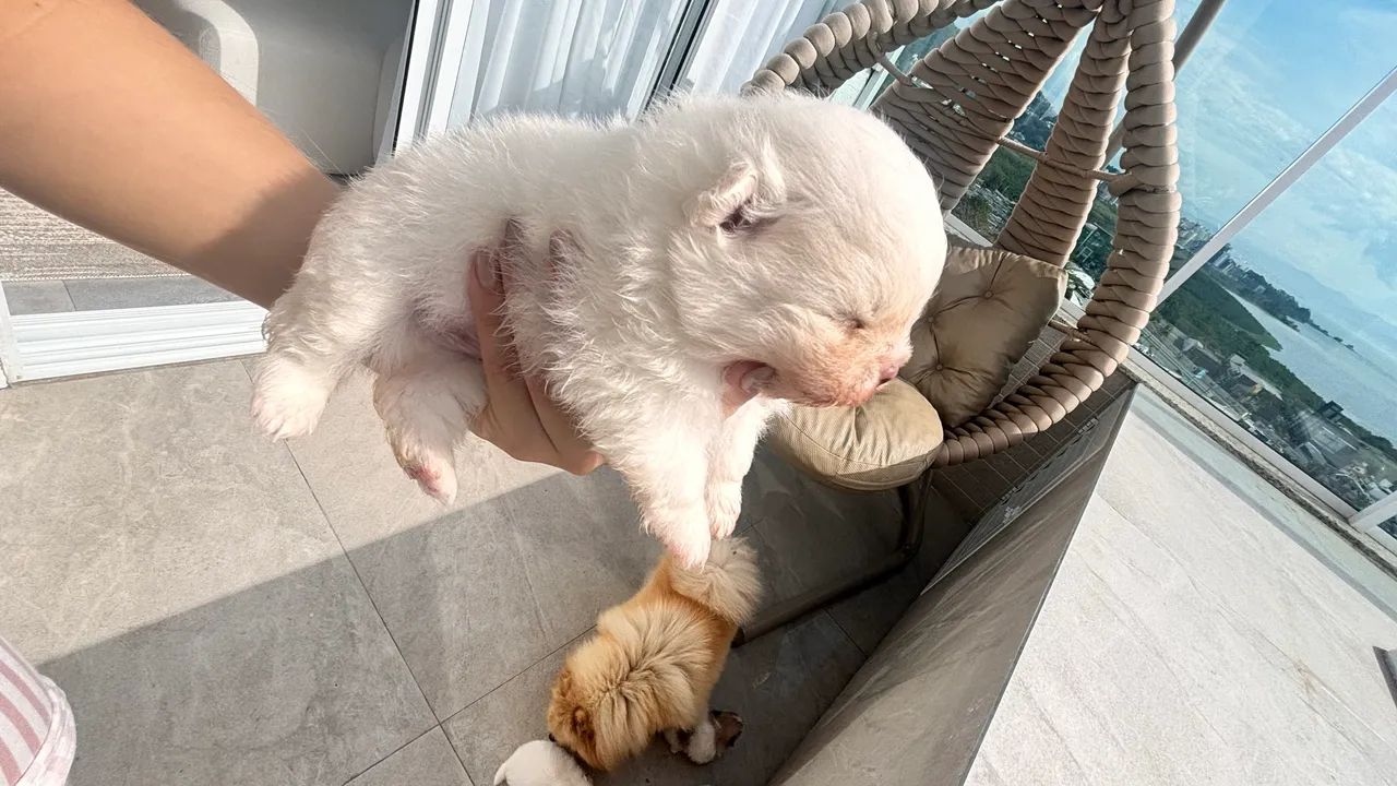 Lulu da pomerania/ spitz - Foto 3