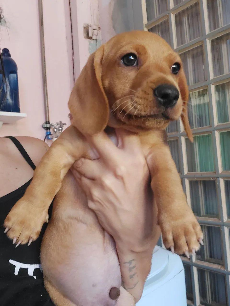Dachshund filhote