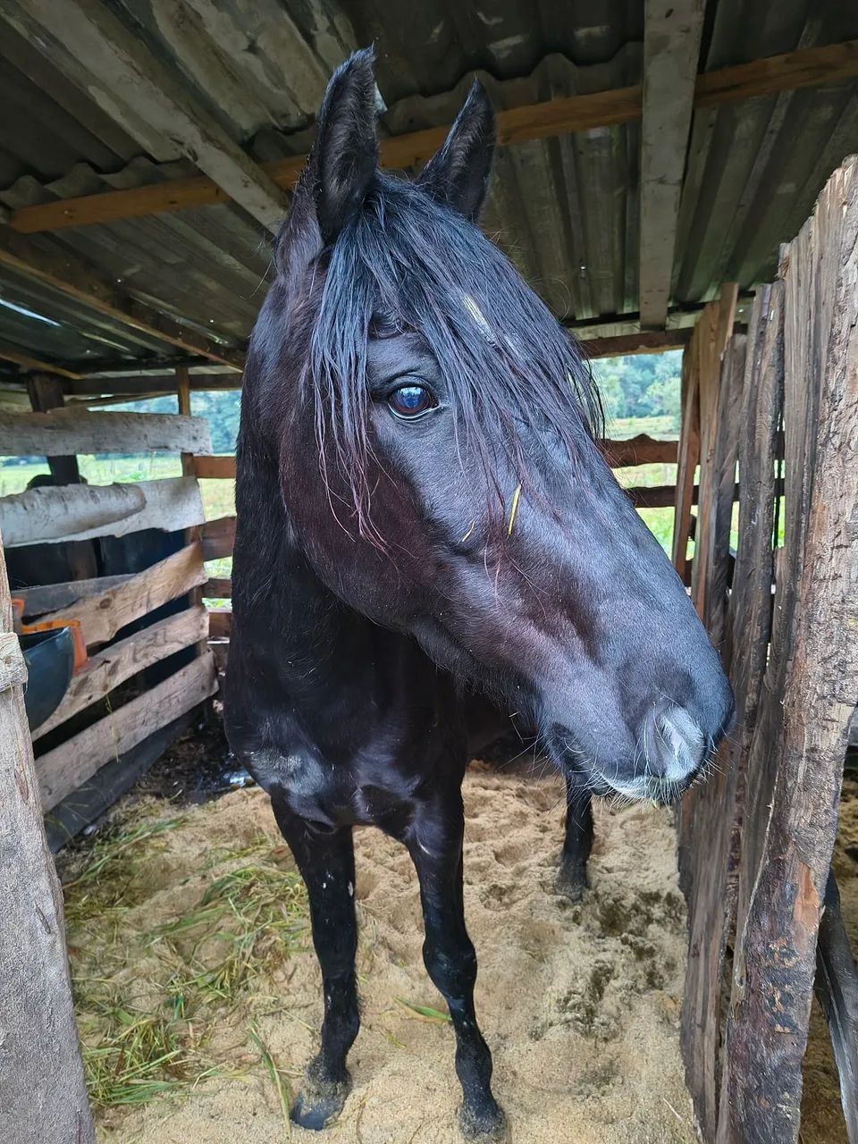 Cavalo preto - Foto 2