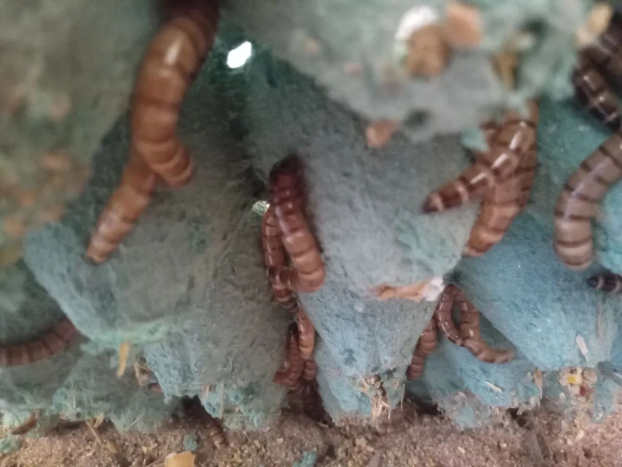 Tenebras gigantes para aves e peixes  - Foto 3