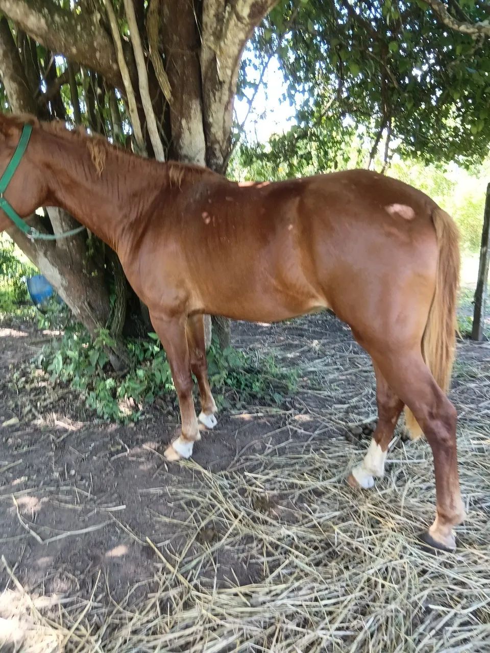 Potro QM  - Foto 5