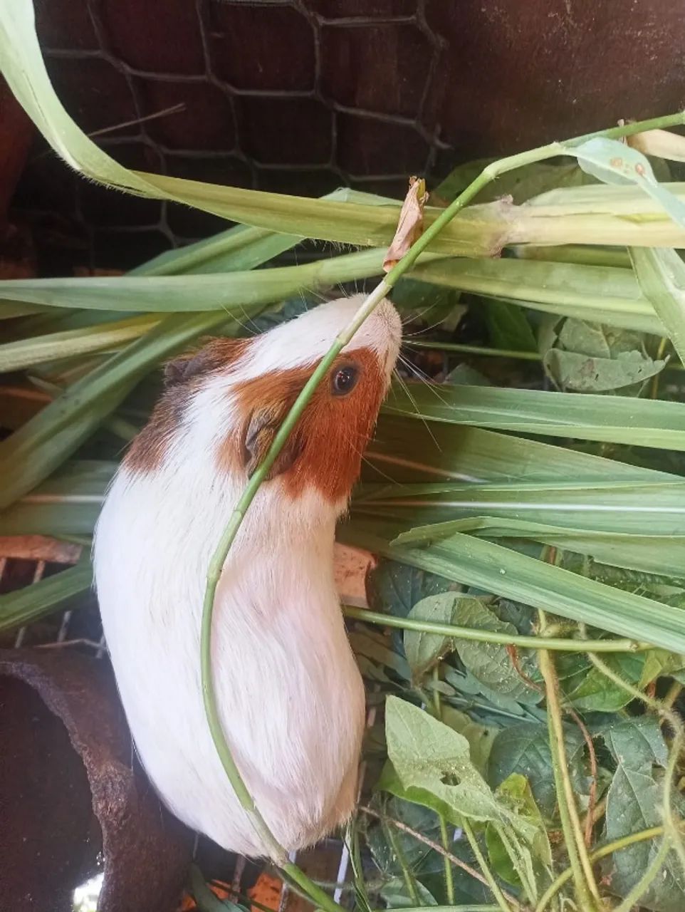 Porquinho da Índia