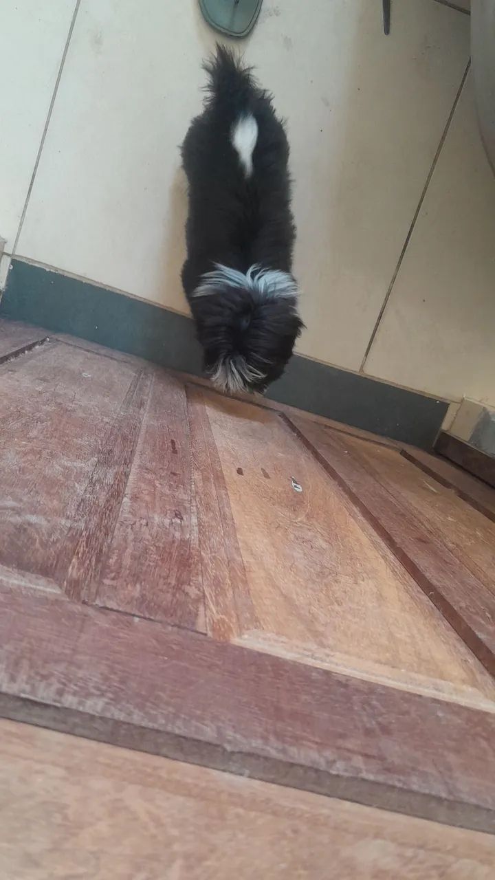 Shihtzu femia - Foto 5