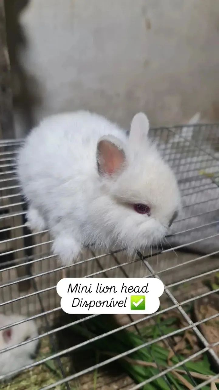 Coelho min lion head