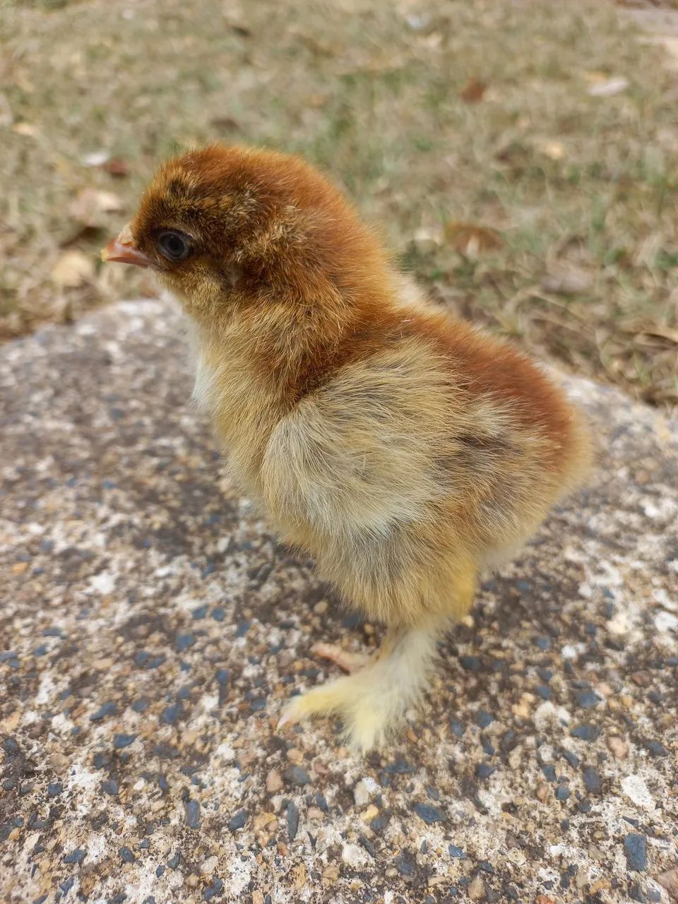 Pintinhos de Brahma Perdiz!