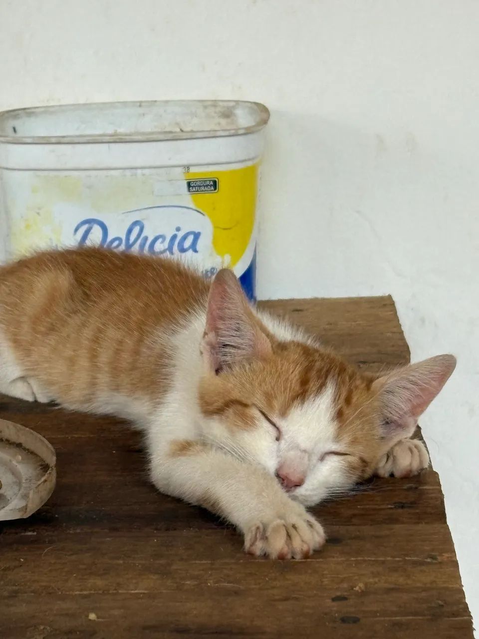 Doação de gatos!  - Foto 3