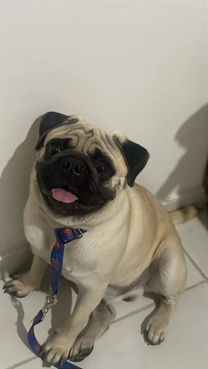 Filhote de Pug - Foto 2