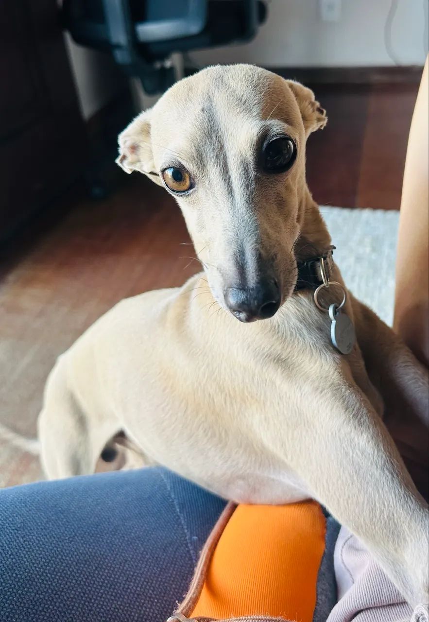 Galgo italiano, galguinho, pequeno lebrel  - Foto 2