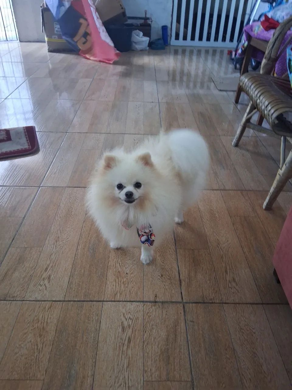 Spitz Macho padreador  - Foto 4