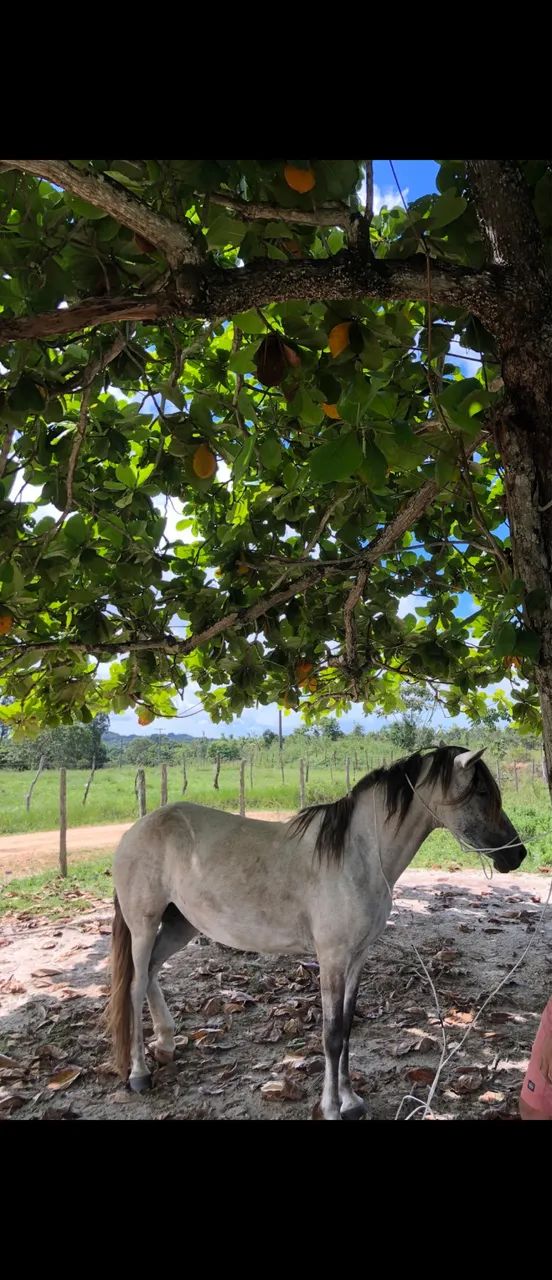 Vendo cavalo  - Foto 4