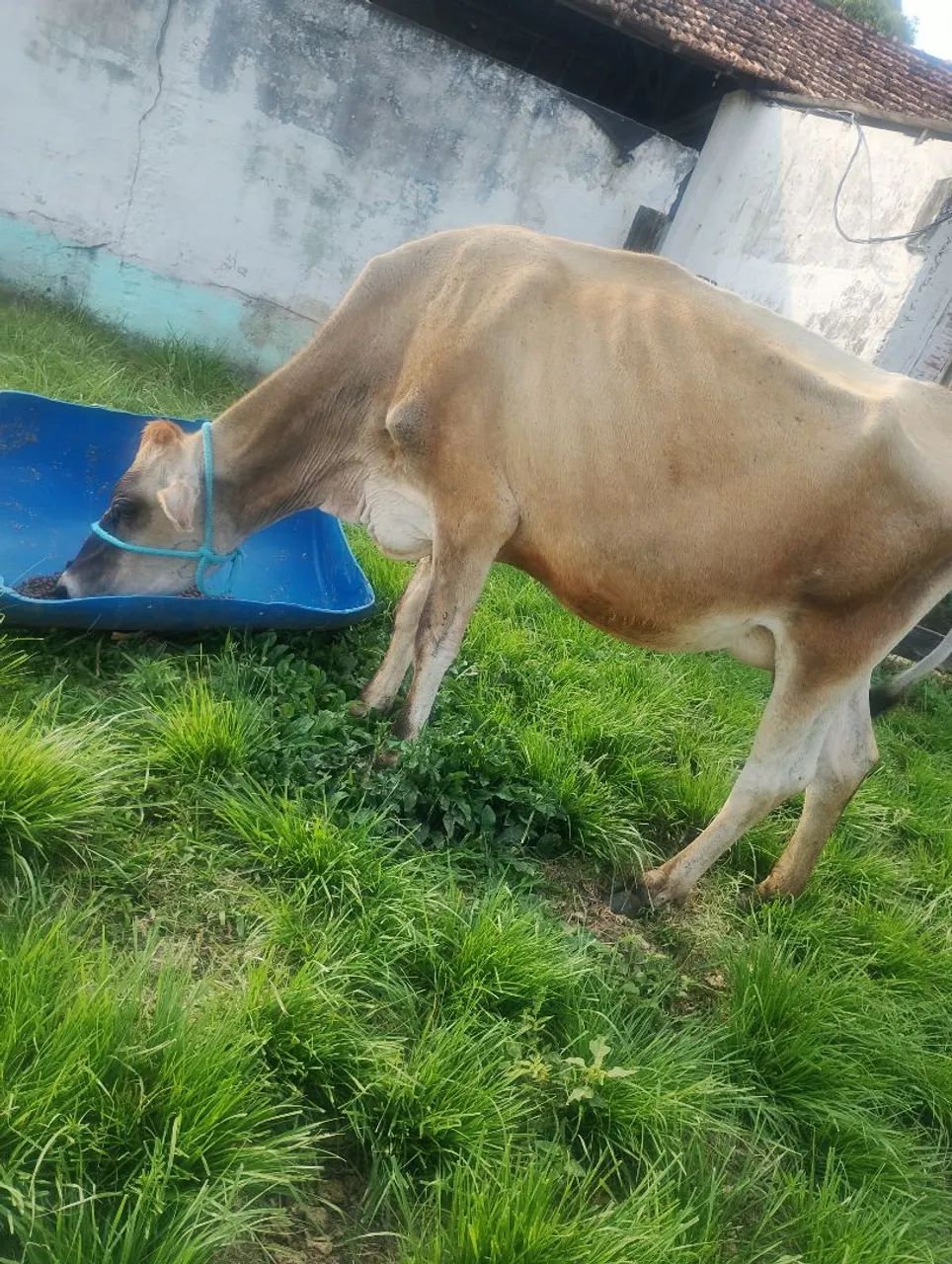 Vaca Jersey  - Foto 5