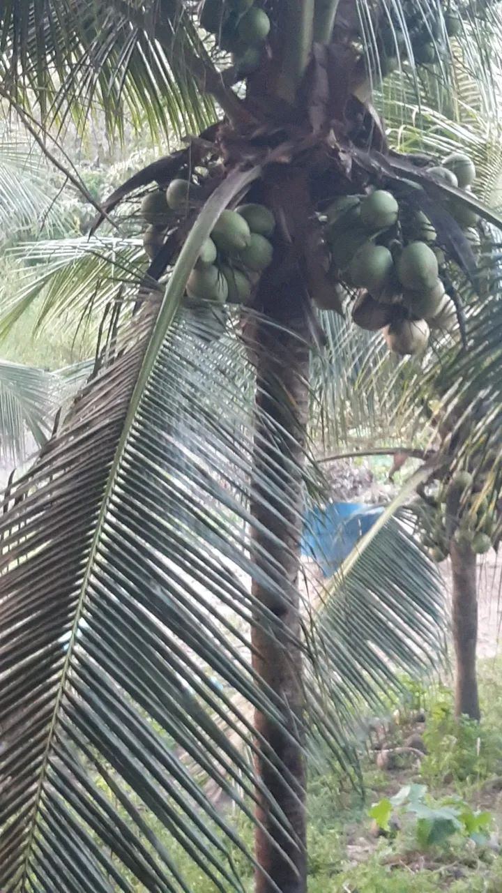 Coco Verde diretamente do pé tirado na hora