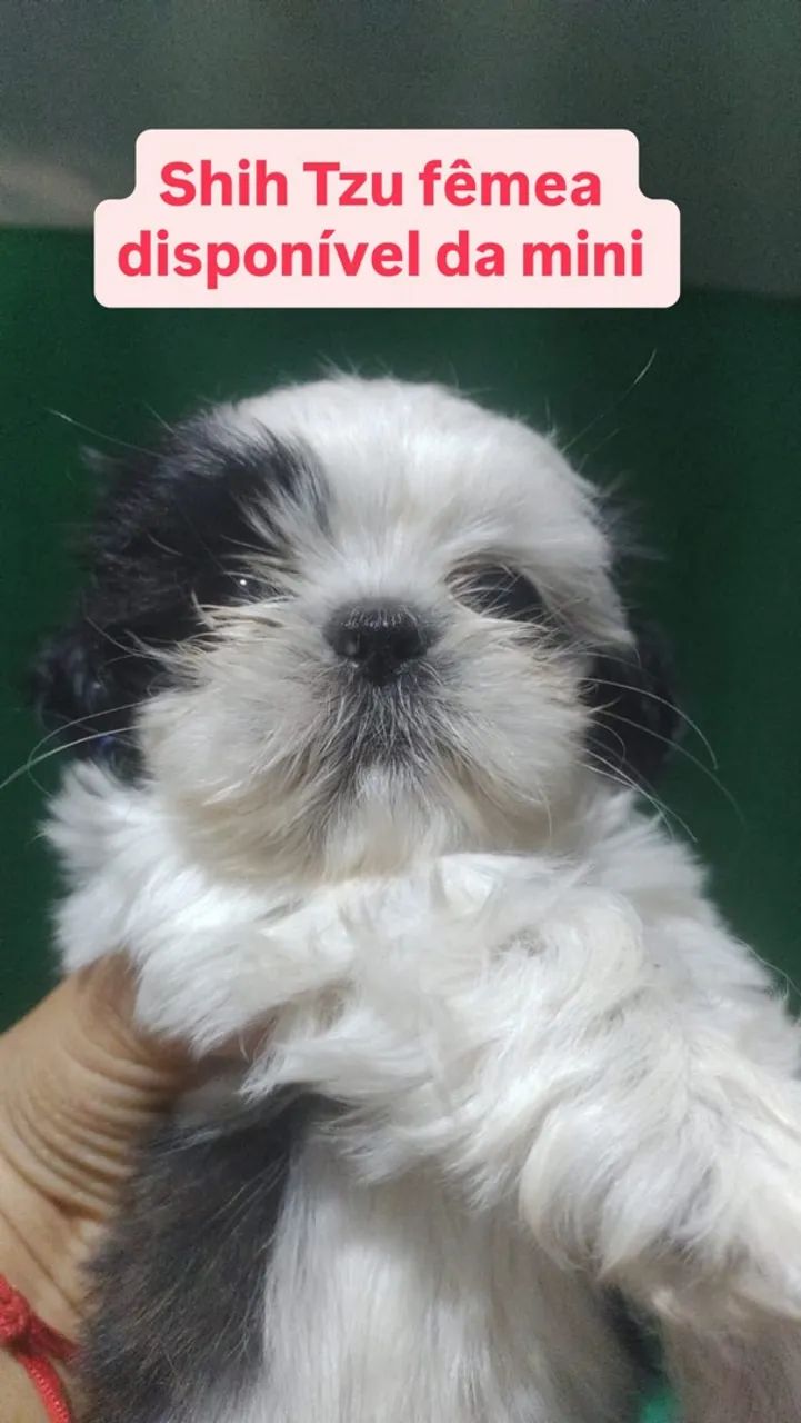 Cachorro - Foto 2