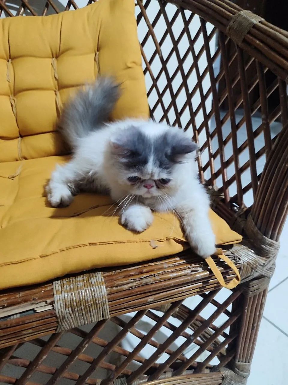 Gato persa  - Foto 3