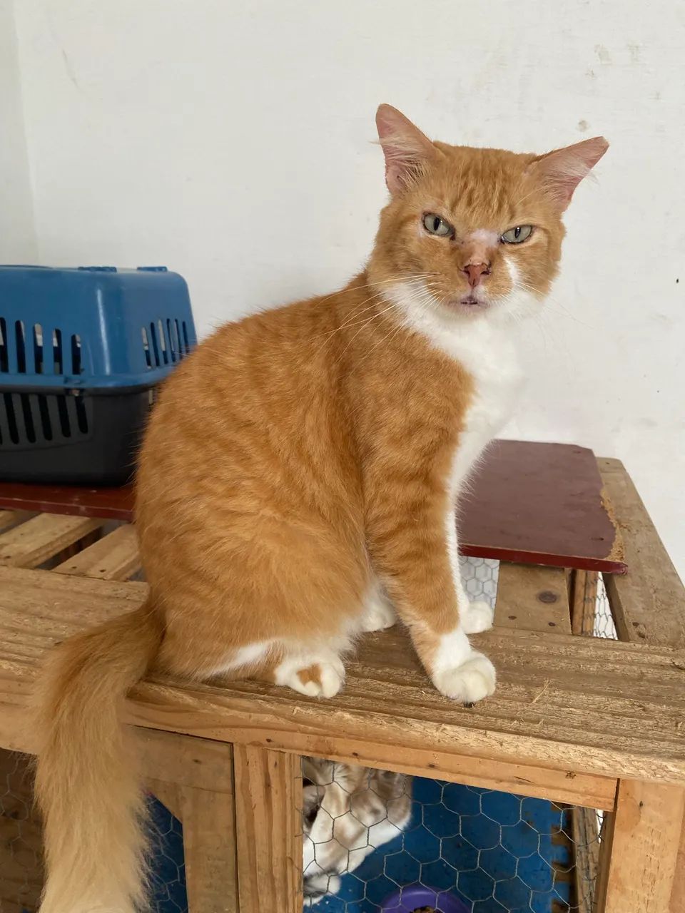 Adote um Gato - Foto 5