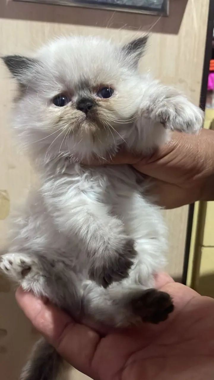 Gato Persa - Foto 3