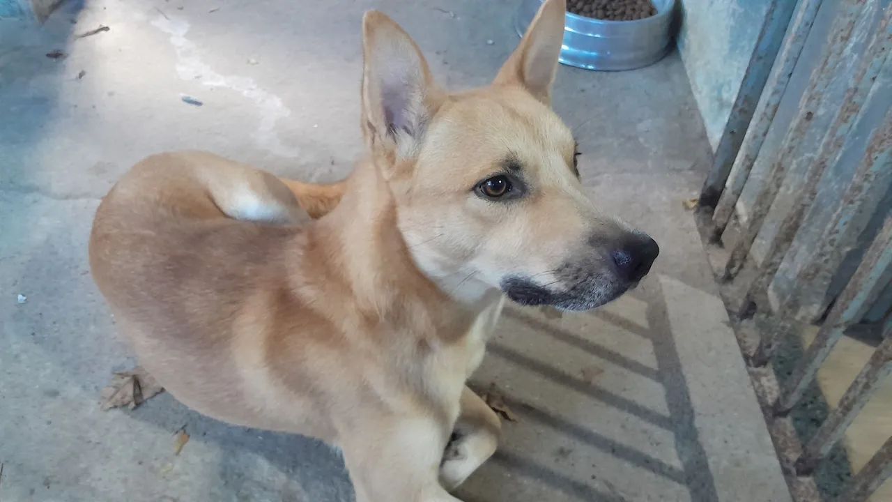 Doação de 2 cachorros 1 Macho e Fêmea  - Foto 4