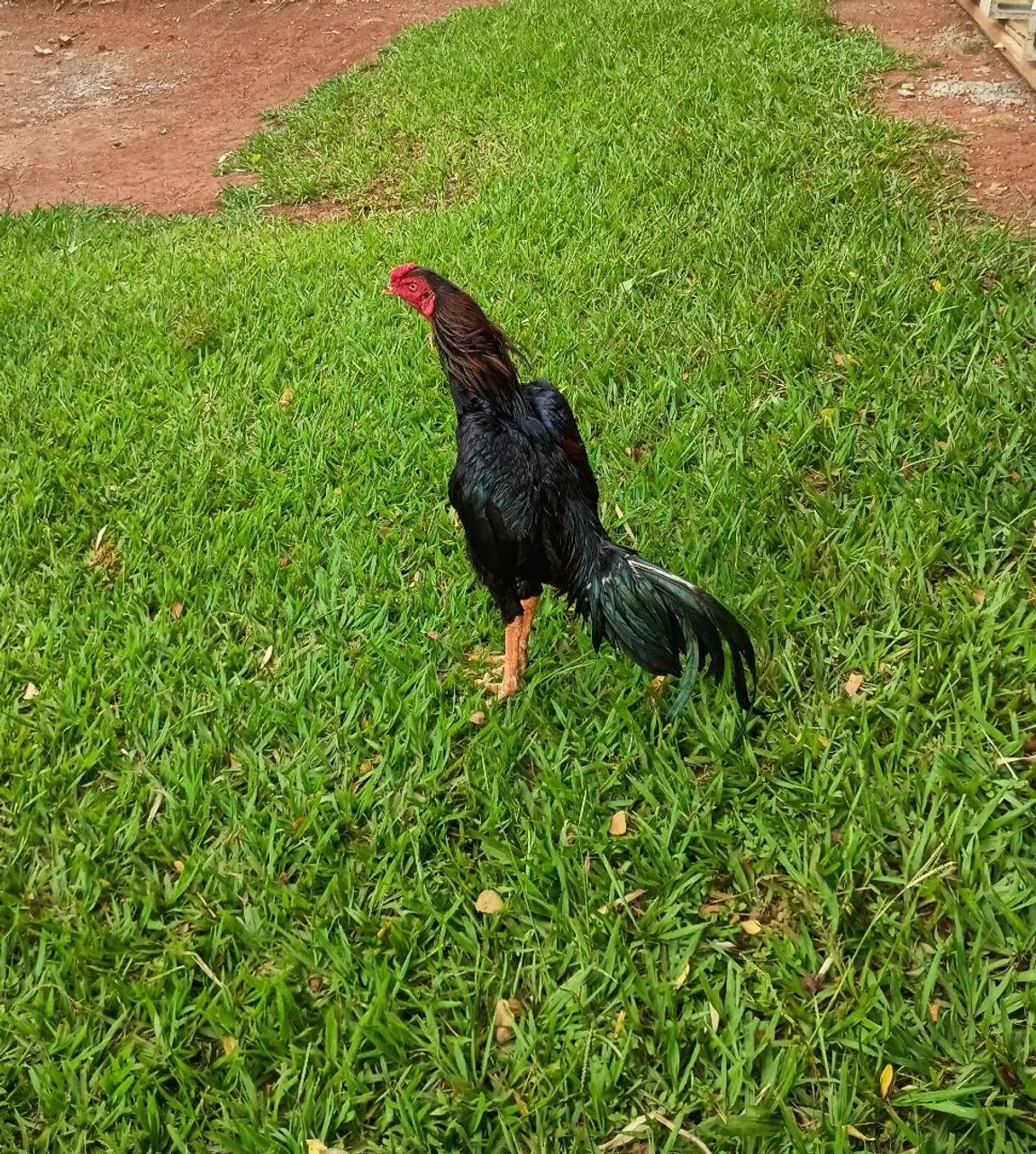Frango índio 