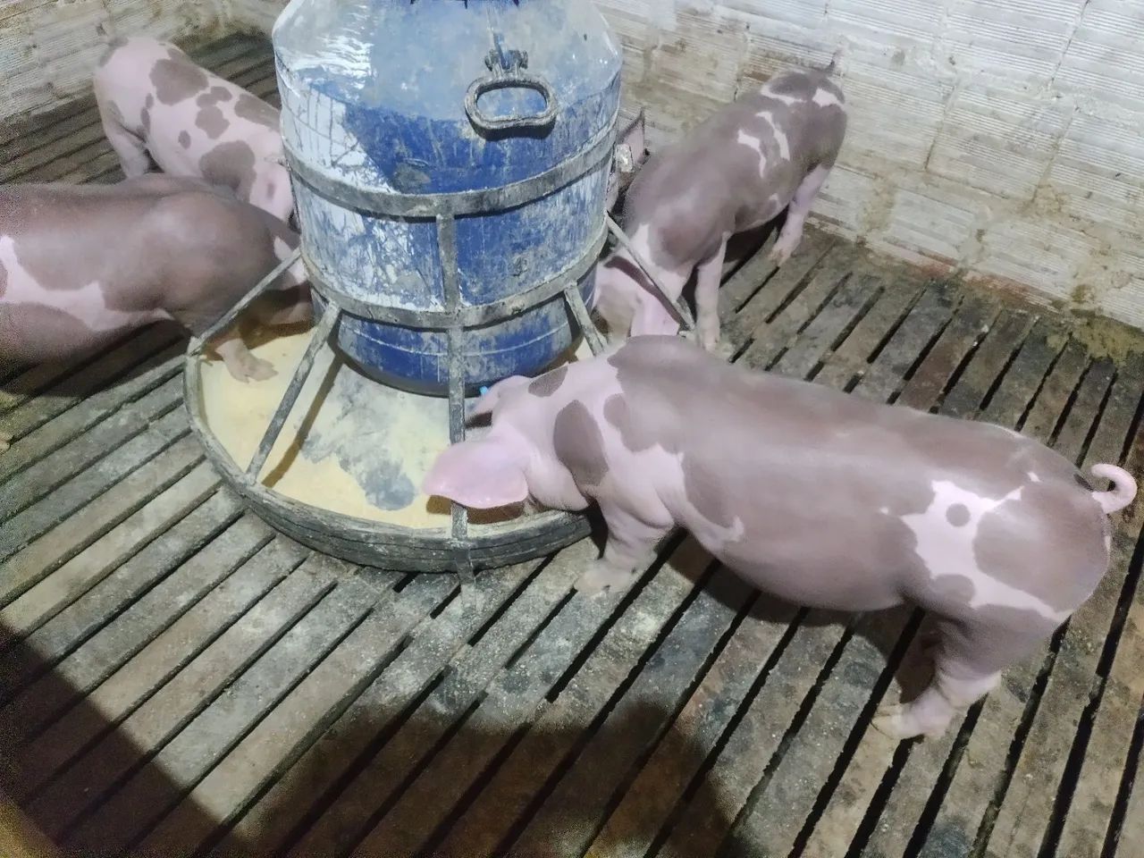 Vendo porco pietram pó para reprodução  - Foto 2