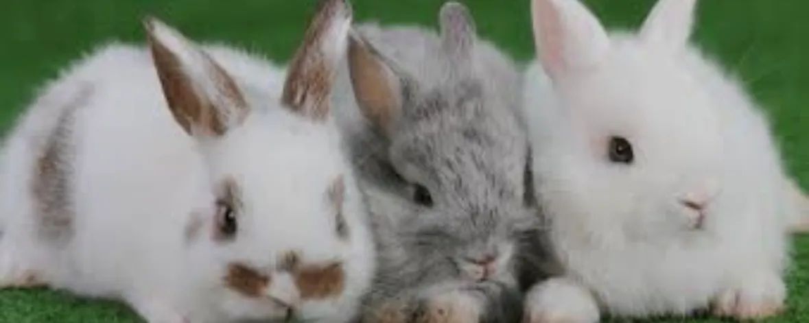 Lindos e Fofos Coelhos  - Foto 2