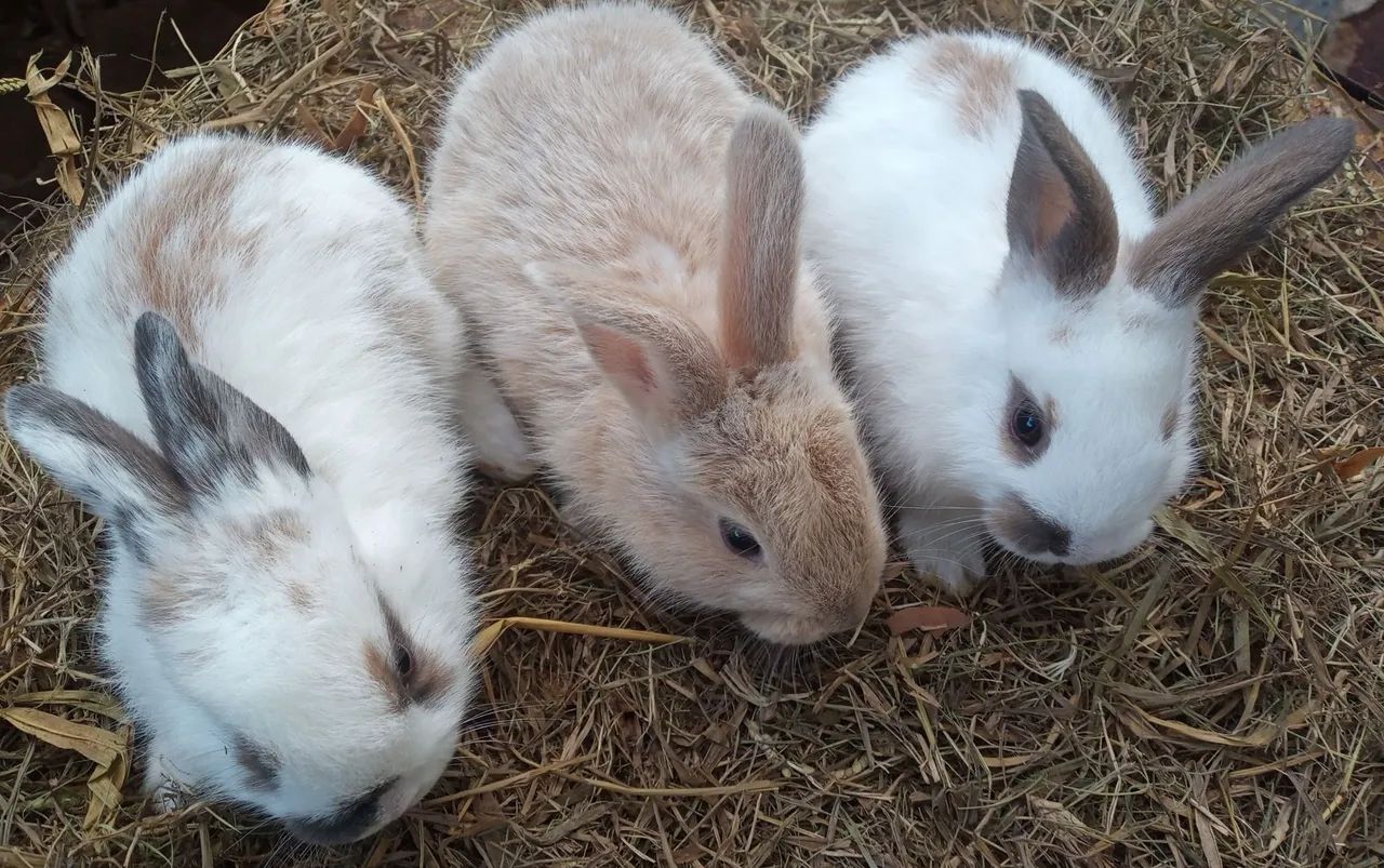 Coelhos - Foto 2