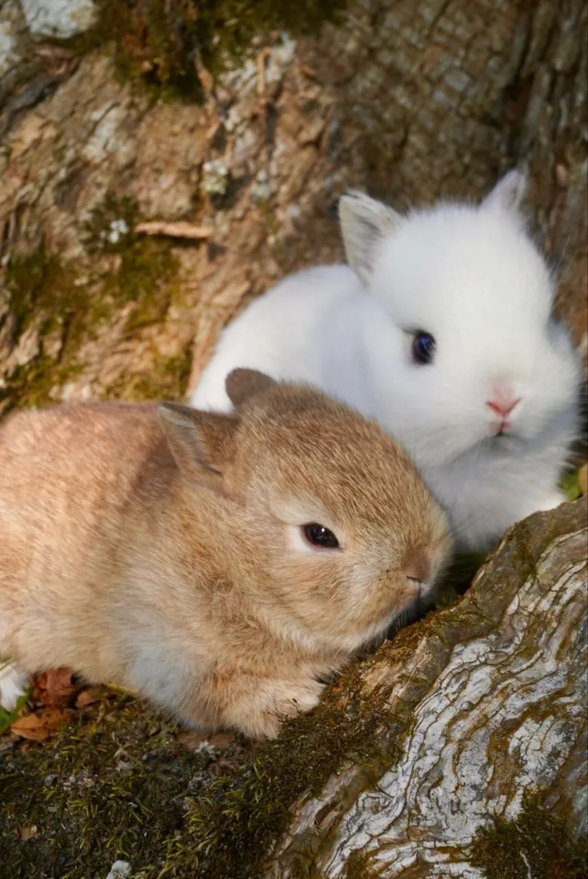 Netherland dwarf filhotes  - Foto 4