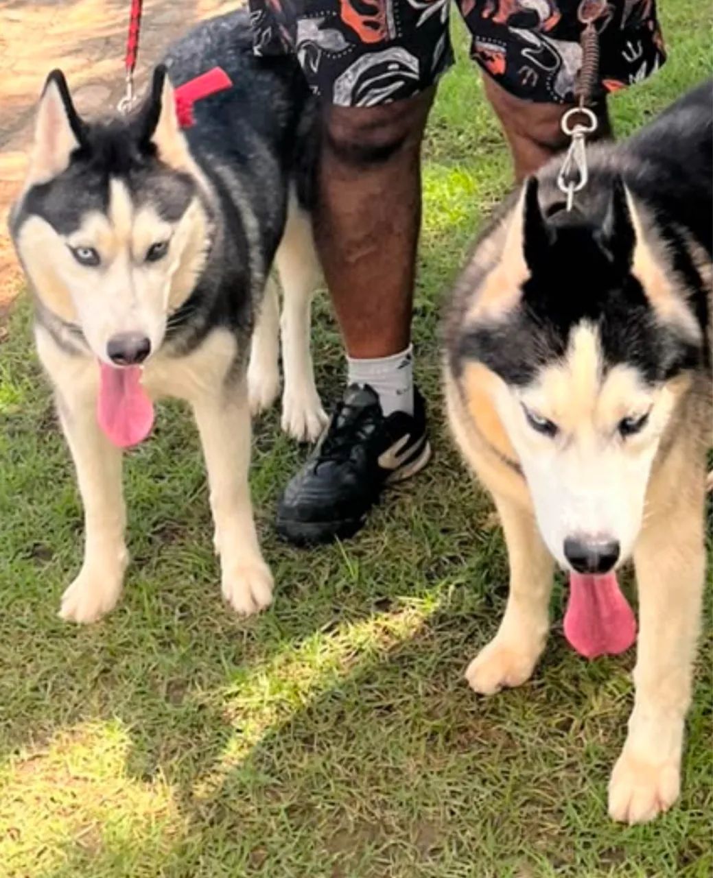 Filhotes de Husky Siberiano  - Foto 4