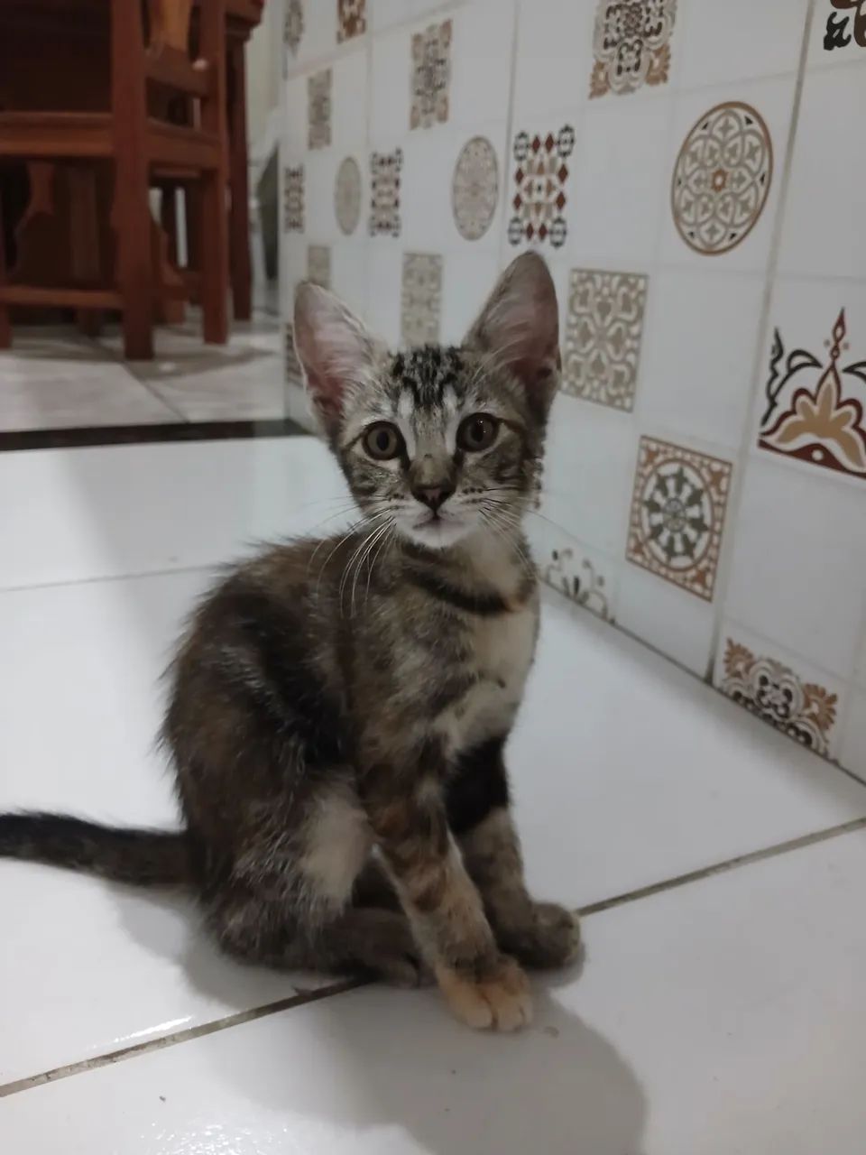 Gata Fêmea Filhote