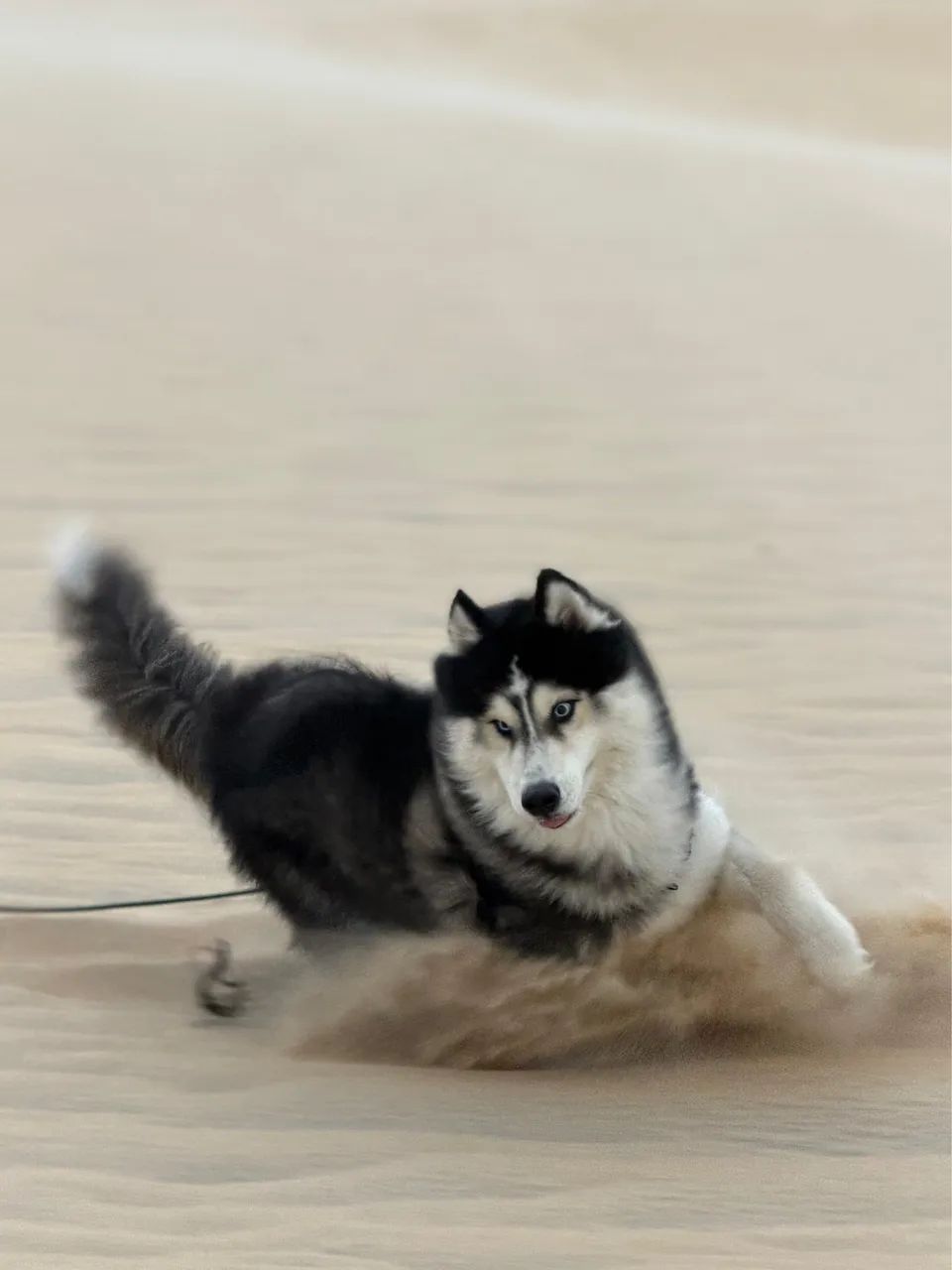 Cão disponível para cruza  - Foto 5