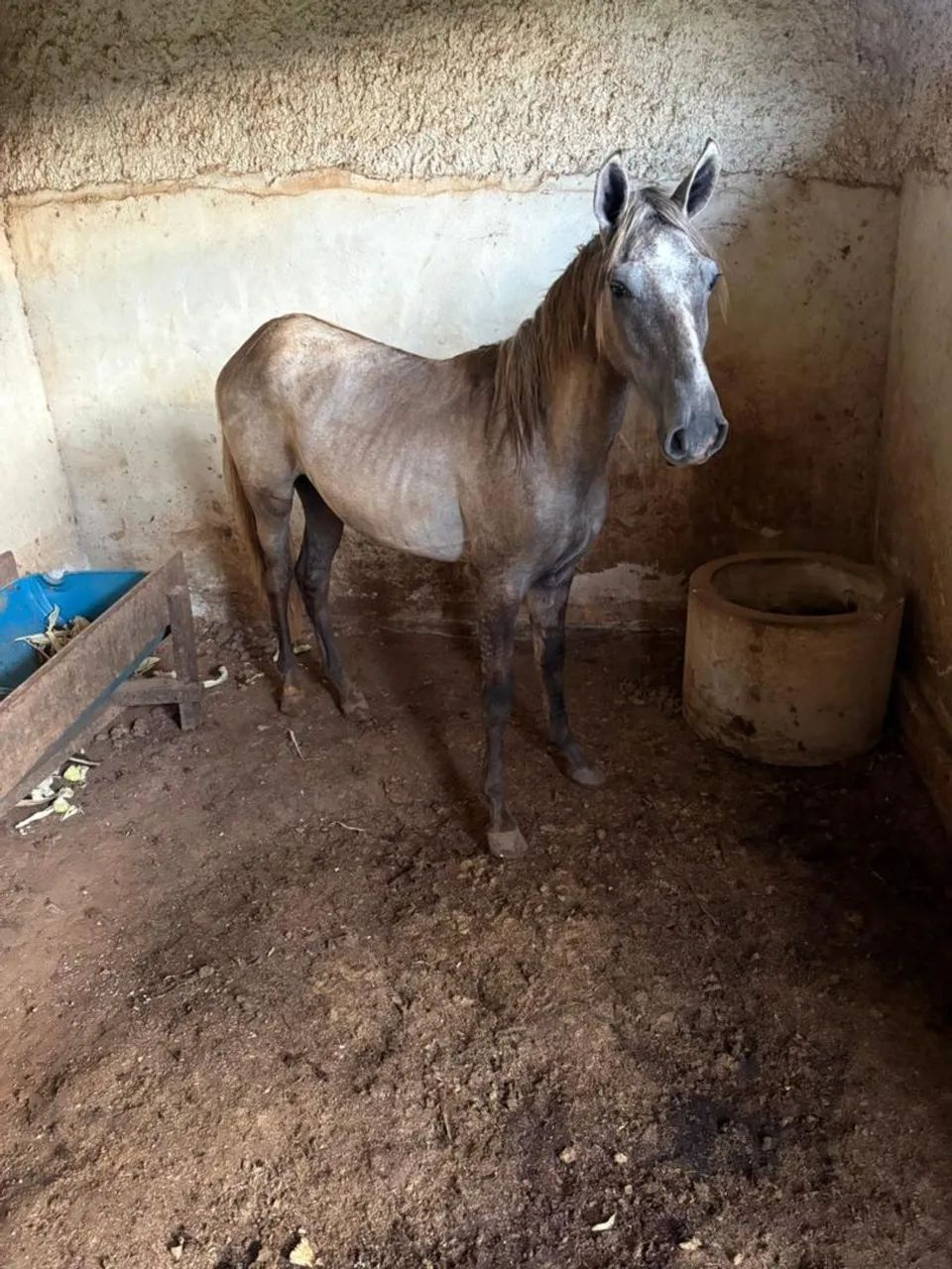 Potro mangalarga  - Foto 2