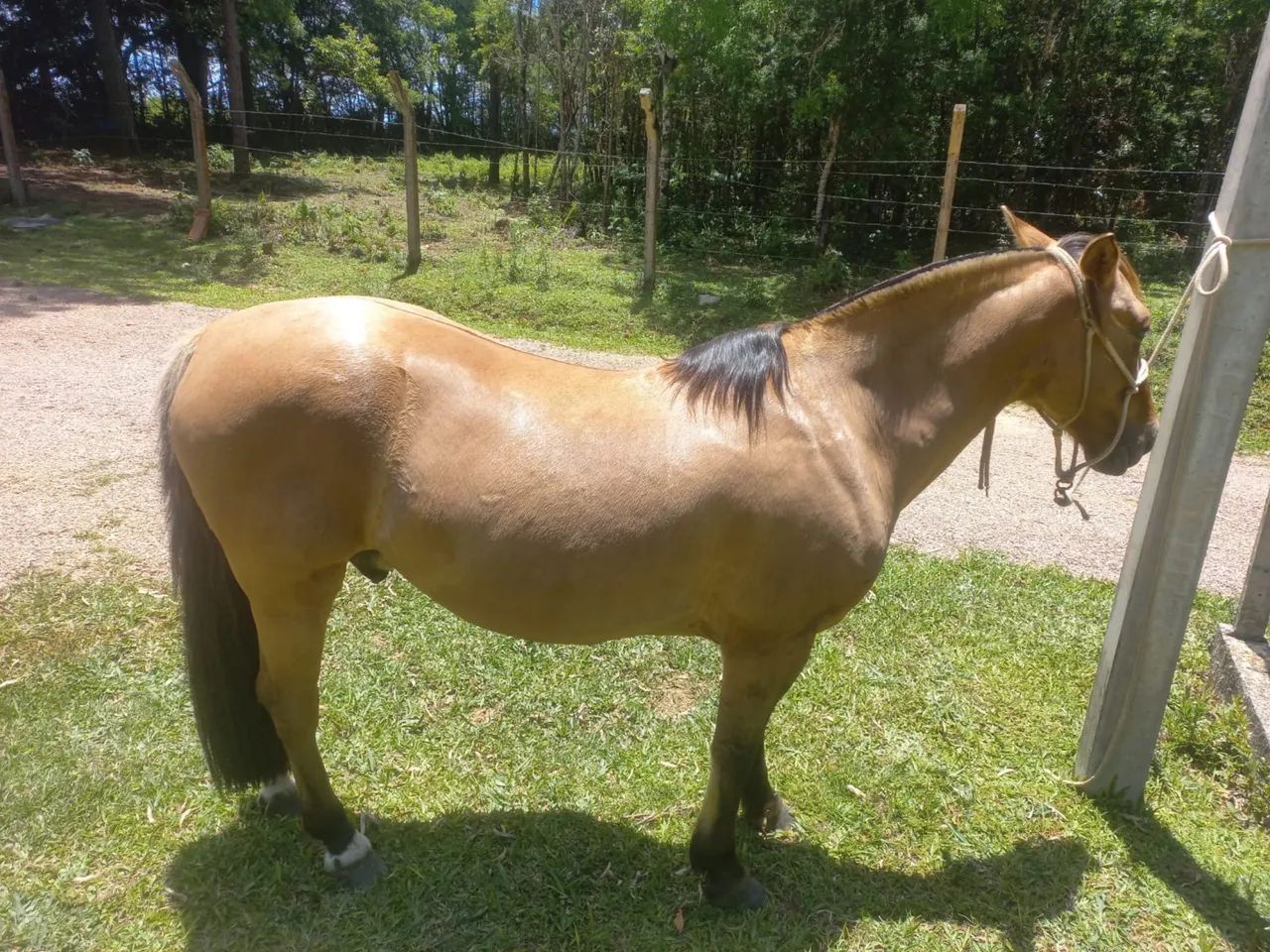 Cavalo crioulo - Foto 5