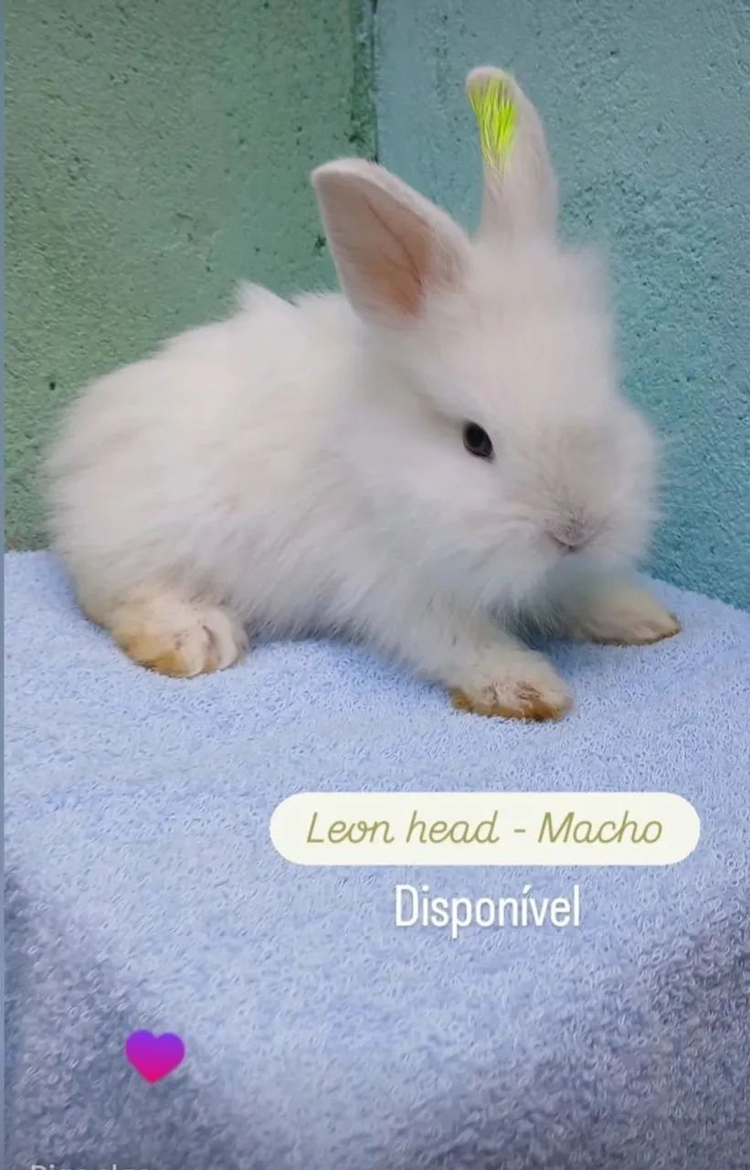 Filhotes de coelhos - Foto 2