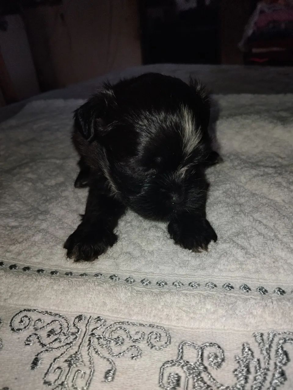 Cachorro 