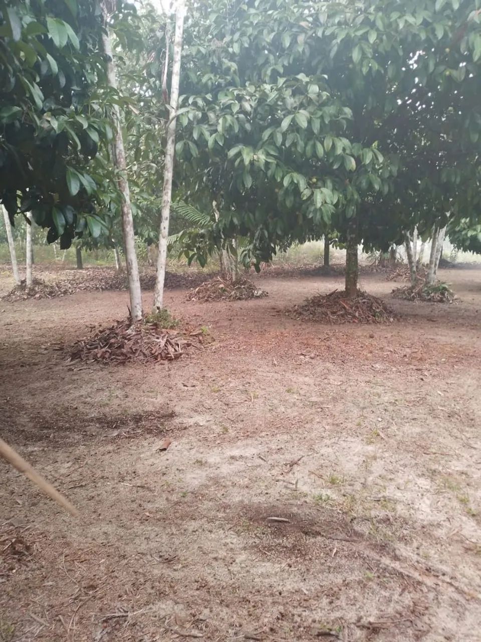 R$12.500,00 Terreno 12x25 mts2 - Foto 2