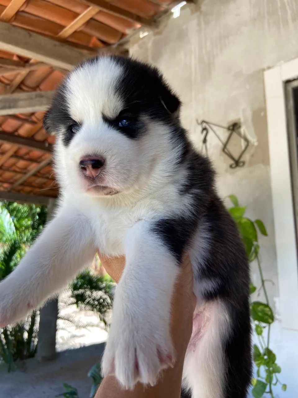HUSKY SIBERIANO  - Foto 5