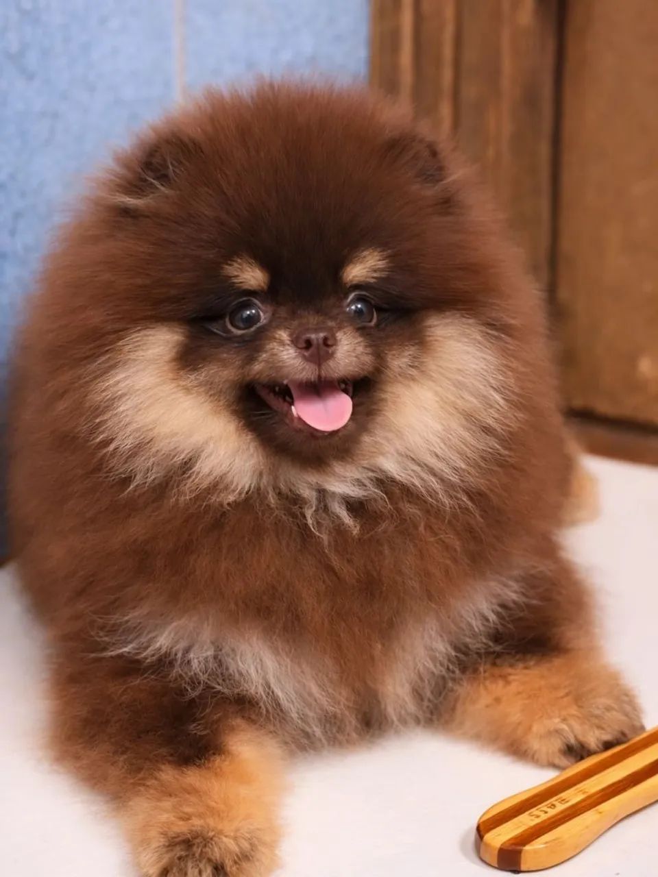 Cachorro  - Foto 3