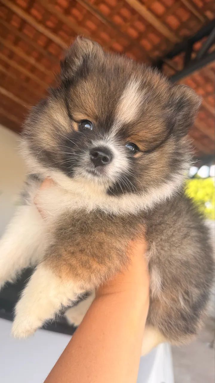 Spitz alemão Anão - Foto 2