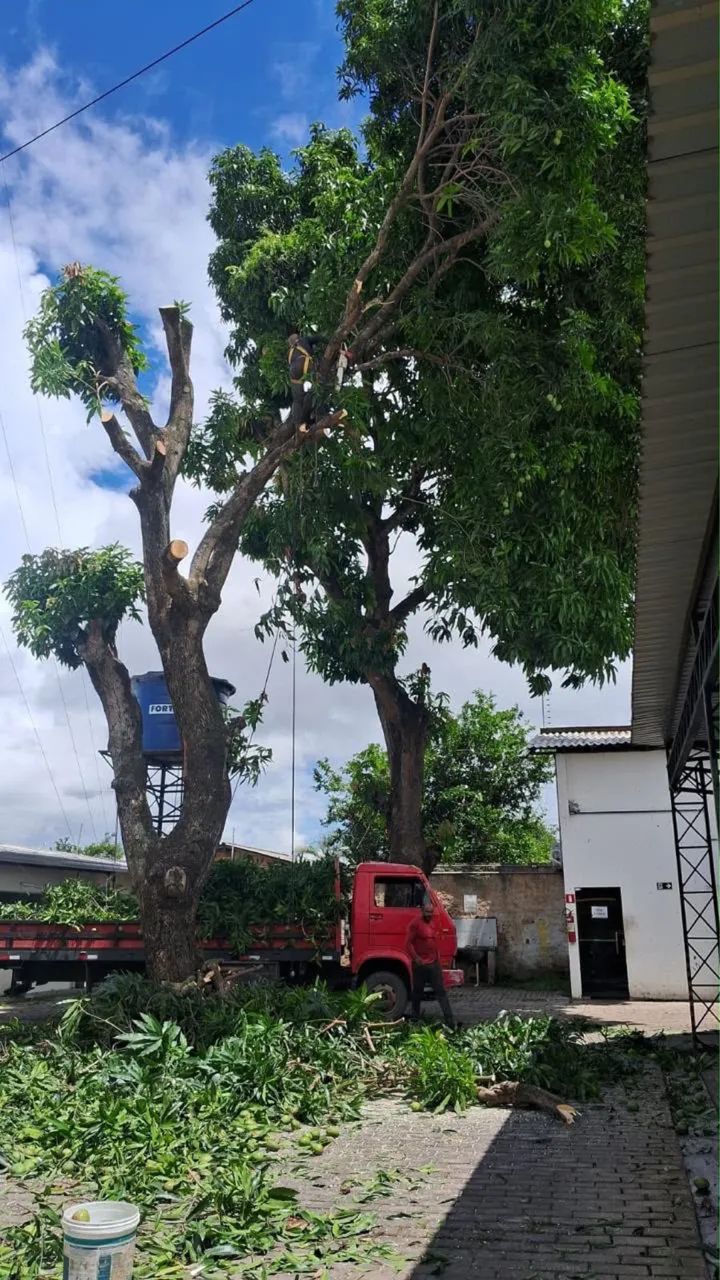 Edvan corte e podagem  - Foto 2