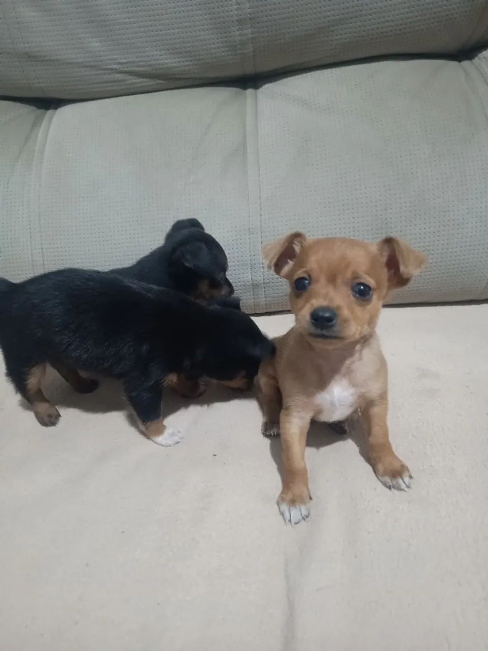Cachorro pincher 1  - Foto 4