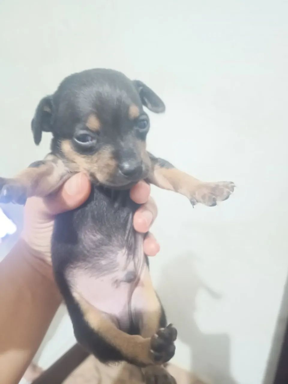Cachorro pincher 1  - Foto 2