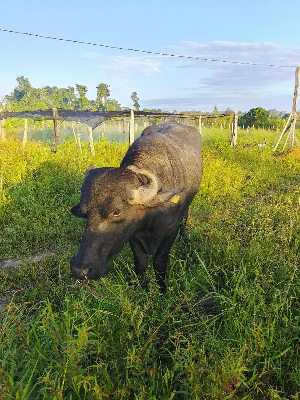 Búfalo com carroça valor 8 mil - Foto 3