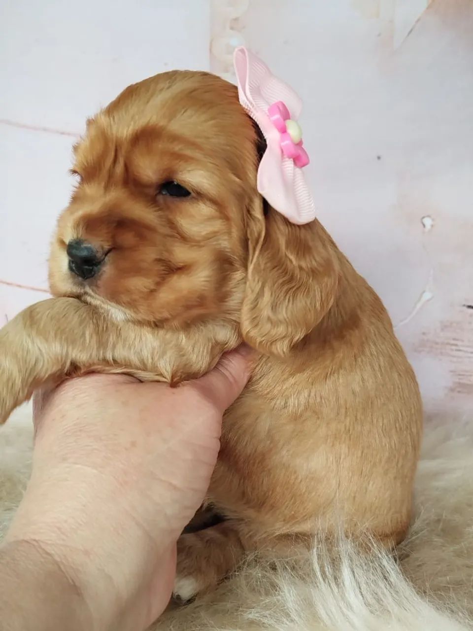 Cocker Spaniel Inglês | Com valor promocional 